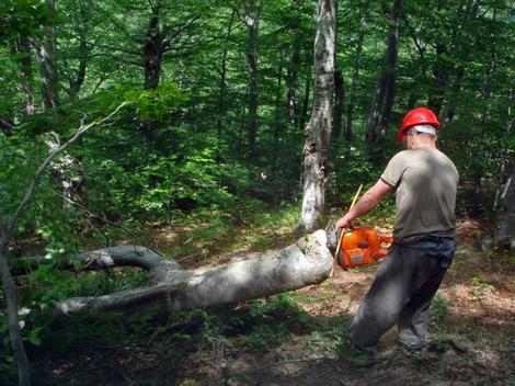 Teslić: Šumar zažmurio na krađu 165 stabala, pa zaradio krivičnu prijavu