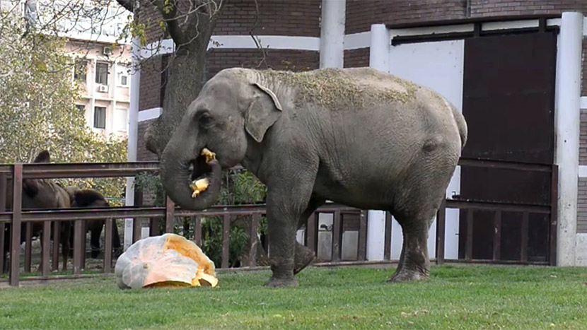 They brought a giant pumpkin to elephant in Belgrade zoo, here’s what’s left of it! (VIDEO)