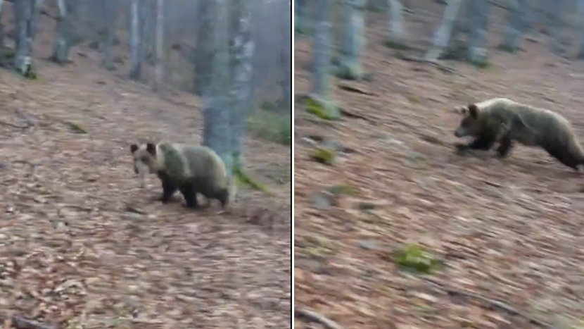 They walked the woods when a bear appeared in front of them, Macedonians couldn’t believe that it is charging towards them! (VIDEO)