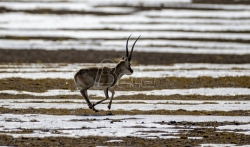 Tibetanske antilope počinju godišnju migraciju pre porođaja