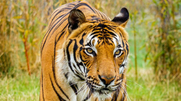 Tigar ubio čuvarku britanskog zoološkog vrta