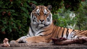 Tigrica pred posetiocima ubila radnicu zoološkog vrta