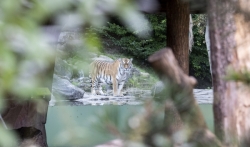 Tigrica ubila čuvarku u zoološkom vrtu u Cirihu