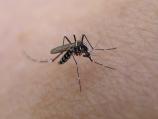 Tokom vikenda uništavanje komaraca u Nišu