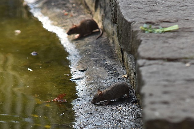 Toplo vreme „izmamilo“ pacove u Dunavski park, deratizacija krajem sedmice