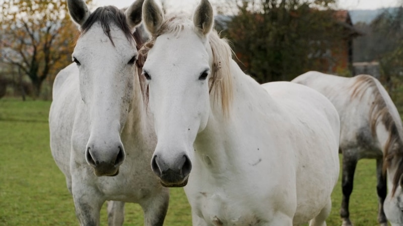 Tradicija uzgoja konja lipicanca upisana na listu nematerijalne kulturne baštine UNESCO-a