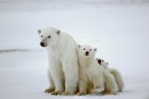 Trampova kontroverzna odluka: Beli medvedi nisu zaštićeni, na staništu naftne bušotine