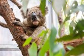 Treba da se stidimo ovoga: Na desetine mrtvih koala u Australiji