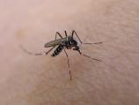 Treće zaprašivanje komaraca u Pirotu