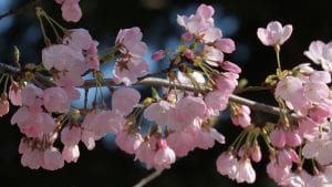 Trešnje u Japanu iznenada procvetale