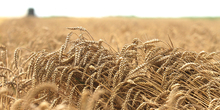 Tretiranje pšenice u Sremu