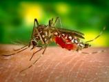 Tretman zaprašivanja komaraca u Leskovcu najavljen za ponedeljak