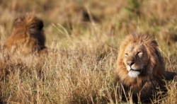 Tri lava obezglavljena u Južnoj Africi