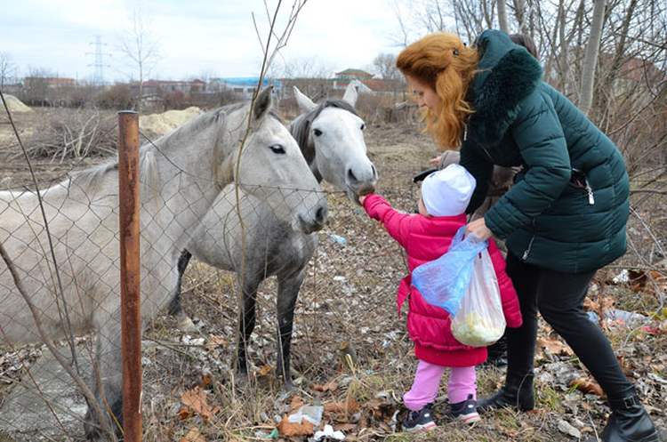 Tridesetak rasnih konja, gladnih i žednih, luta po novosadskom naselju Jugovićevo