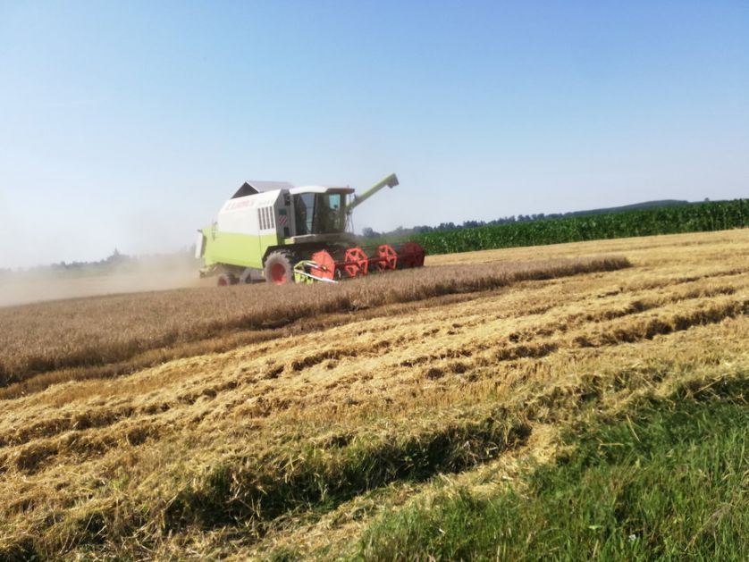 Tropske temperature dobre za žetvu pšenice, ali ne i za kukuruz
