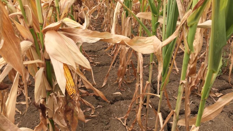 Tropske vrućine ubijaju kukuruz