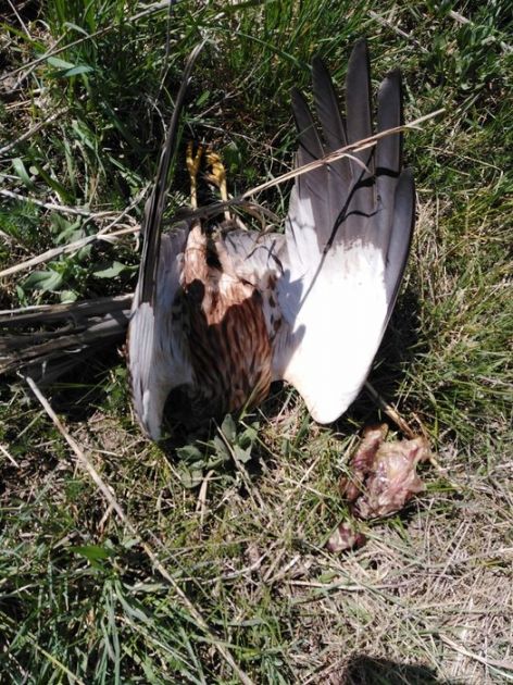 Otrovane zaštićene ptice kod Bačke Topole, šteta 1,45 miliona dinara