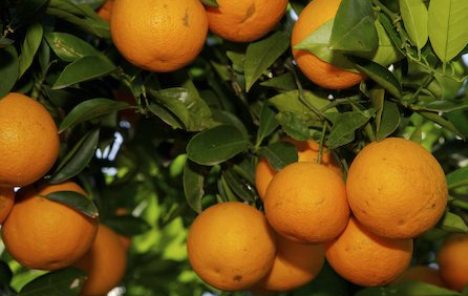 Tunis u potrazi za kupcima nakon rekordnog uroda naranči