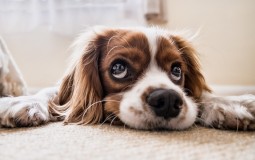 
					Tužan izraz očiju pasa delom posledica razvoja i uticaja ljudi 
					
									
