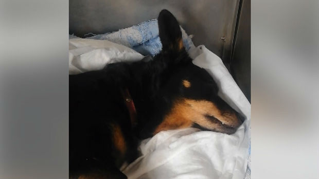 Tužne vesti iz Novog Sada: Preminuo pas kom je zakucan ekser u glavu