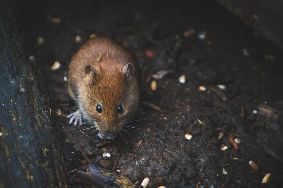 U Australiji izumrla vrsta miša pronađena na ostrvima