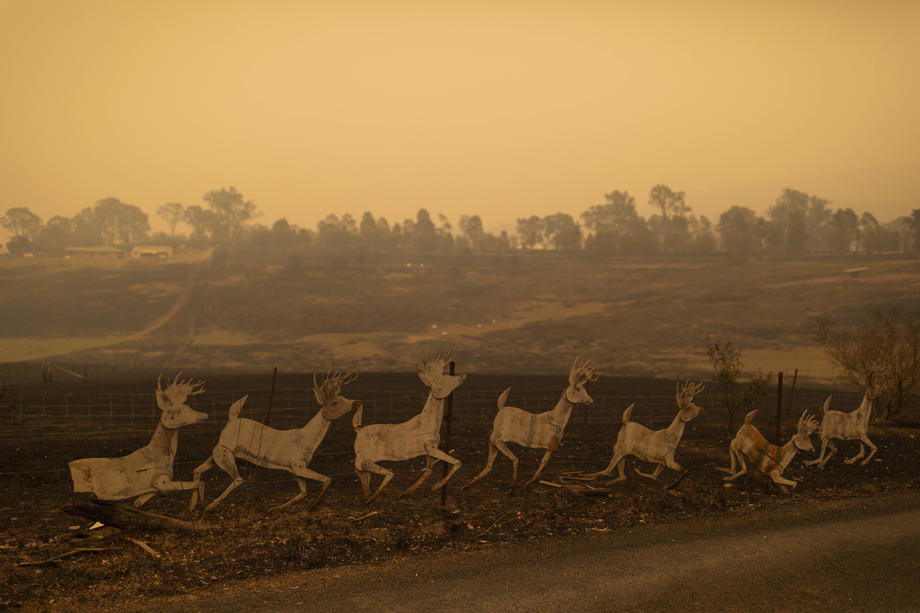 U Australiji milioni životinja poginuli u požarima