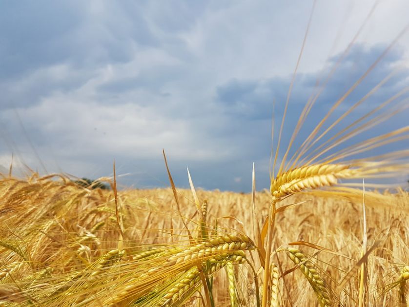 U Bačkoj Topoli žetva pšenice dobro odmiče
