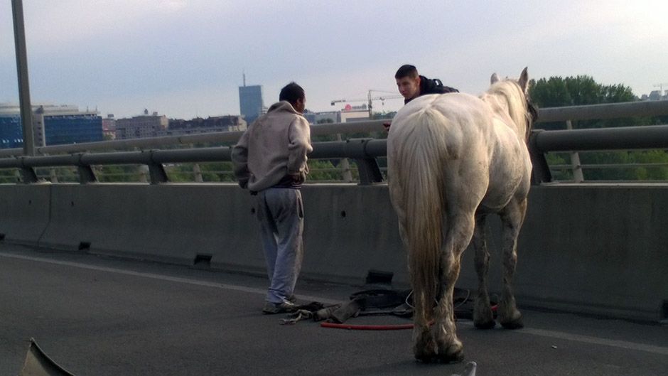 U Beogradu, ali stvarno: Da komšiji crkne konj...