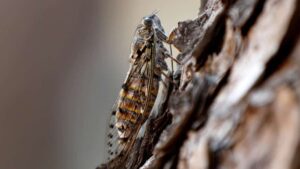 U Beogradu otvoren ‘hotel za insekte’