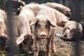 U Crnoj Gori registrovan prvi slučaj afričke kuge svinja