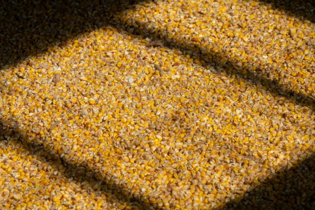 U Evropi tinja bes zbog žitarica iz Ukrajine: Niko nije primetio šta se događa