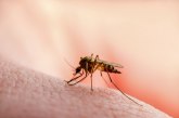 U Evropu stižu najsmrtonosniji virusi na svetu: Prenose ih komarci i krpelji, smrtnost je čak 40%