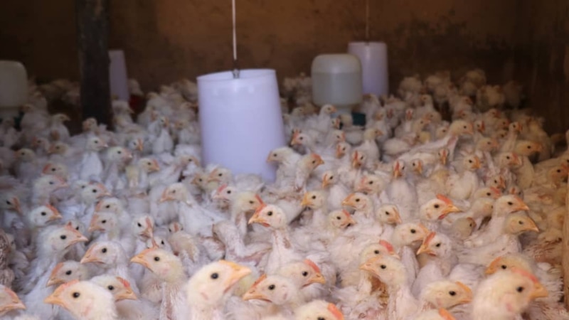 U Francuskoj podignut nivo rizika od ptičijeg gripa