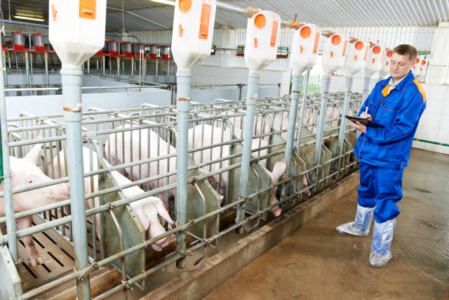 U Hrvatskoj ukinuta ograničenja uvedena zbog klasične svinjske kuge