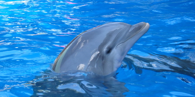 U Japanu počeo lov na delfine