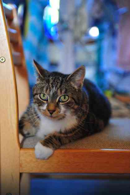 U Japanu podižu svest o mačkama lutalicama