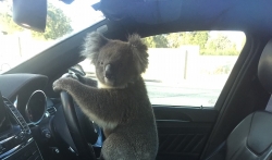 U Južnoj Australiji spašena koala koja je izazvala sudar na autoputu  (VIDEO)