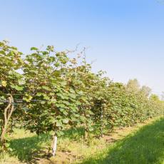 U KNJAŽEVCU RODIO KIVI: Jedinstvena plantaža ovog tropskog voća u Srbiji