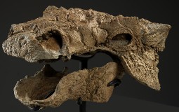 
					U Kanadi otkriven fosil dinosaurusa star 110 miliona godina 
					
									