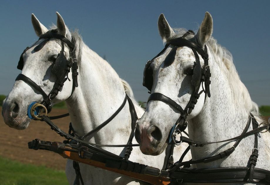 U Karađorđevu prodaja 19 konja