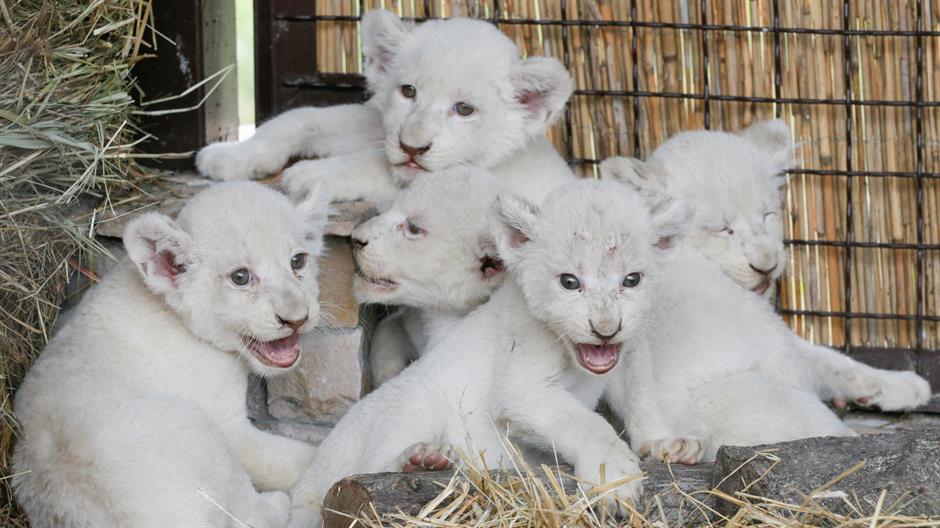 U Kijevu se rodilo pet mladunaca retke vrste belog lava