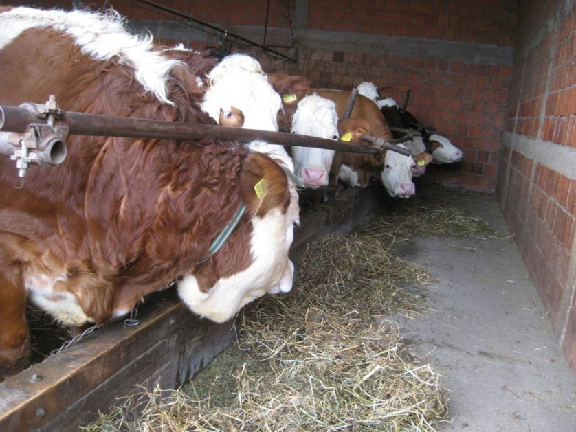 U Kovilju svega 200 muznih krava,  opstanak u govedarstvu samo uz subvencije