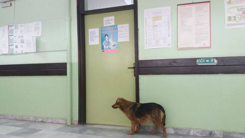 U Leskovcu i pas čeka na overu recepta: Neobičan prizor ispred Doma zdravlja zbunio građane (FOTO)