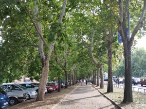 U Niš stigao rezistograf, plaćen više od 15.000 evra, procenjuje da li je drveće zdravo