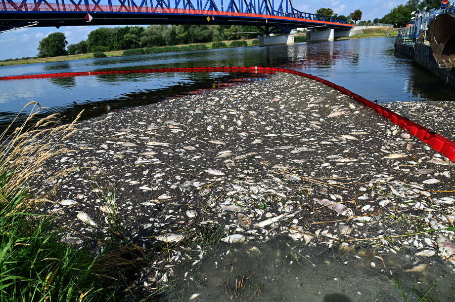 U Odri više od 100 tona uginule ribe