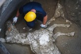 U Pompeji pronađeni ostaci rasnog trkačkog konja