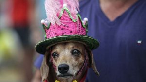 U Riju održan karneval za pse