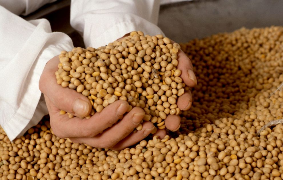 U Semberiji utvrđeno prisustvo GMO soje