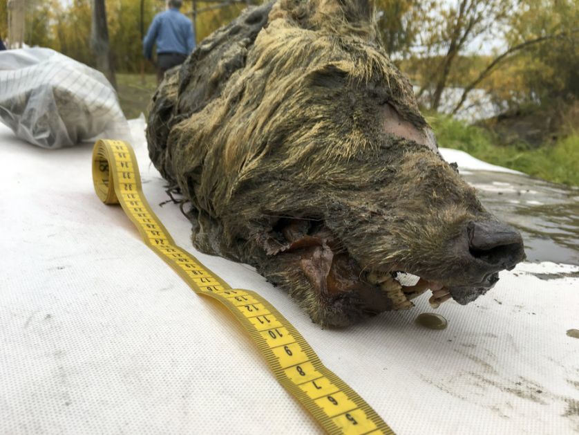 U Sibiru pronađena glava vuka iz ledenog doba