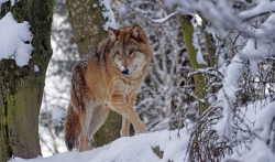 U Sloveniji peticija za zaštitu vuka od odstrela